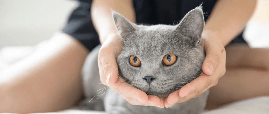 猫人|国外某公司招聘职业撸猫人,月薪2万欧!想去?先学会撸猫吸猫英文吧