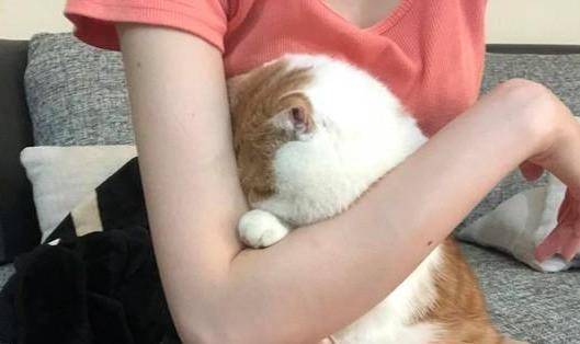 狗狗|超生气一头钻进主人怀里猫咪揍柴犬却因手太短打不到
