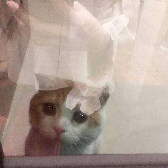 狗狗|超生气一头钻进主人怀里猫咪揍柴犬却因手太短打不到