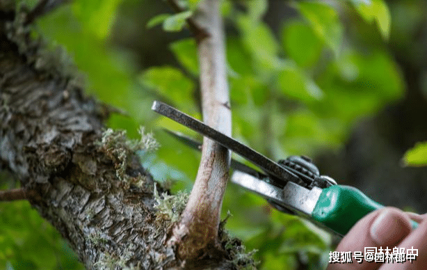 木瓜树叶子发黄怎么办