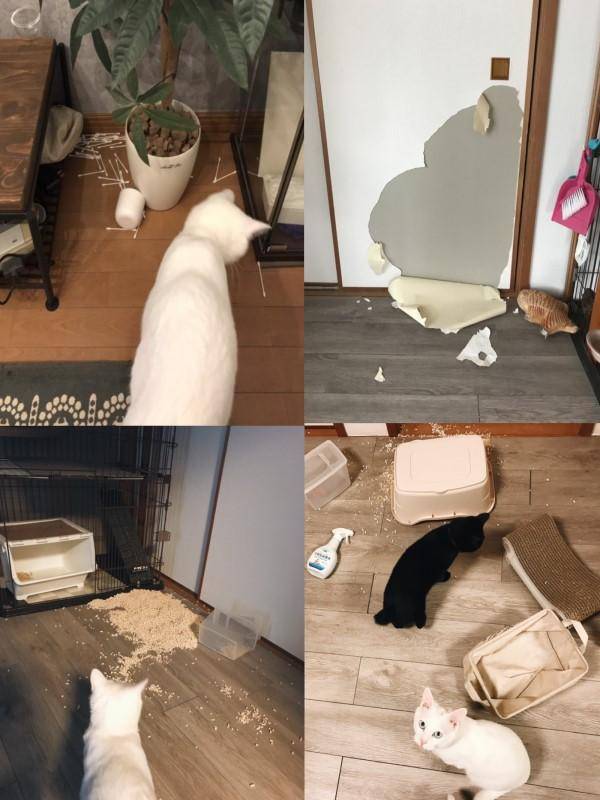 定制|没几天被猫咪破解!花了冤枉钱啊主人精心定制防猫门