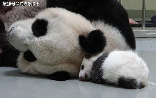 快讯/ 大陆赠台大熊猫“团团”、“圆圆”喜迎“二胎”_产下