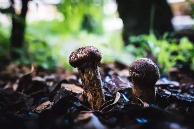 林芝波密野生松茸马上要上市了,它的价格,吃法,功效都