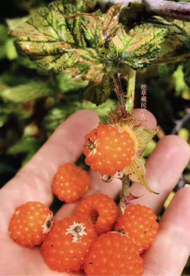 松茸图片松茸多少钱一斤 bfcfc375ddde4598a3e27f1c7f590dc1.jpeg