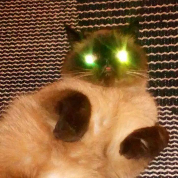 Ikiru|在网上走红!粉丝笑翻:它是略略略之王!这只猫咪天生舌头超抢镜