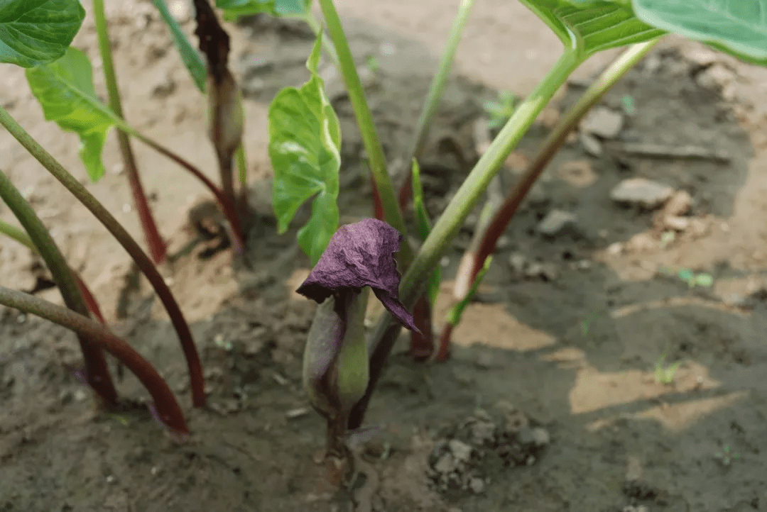 筑邦学堂|150余种 常见药用植物