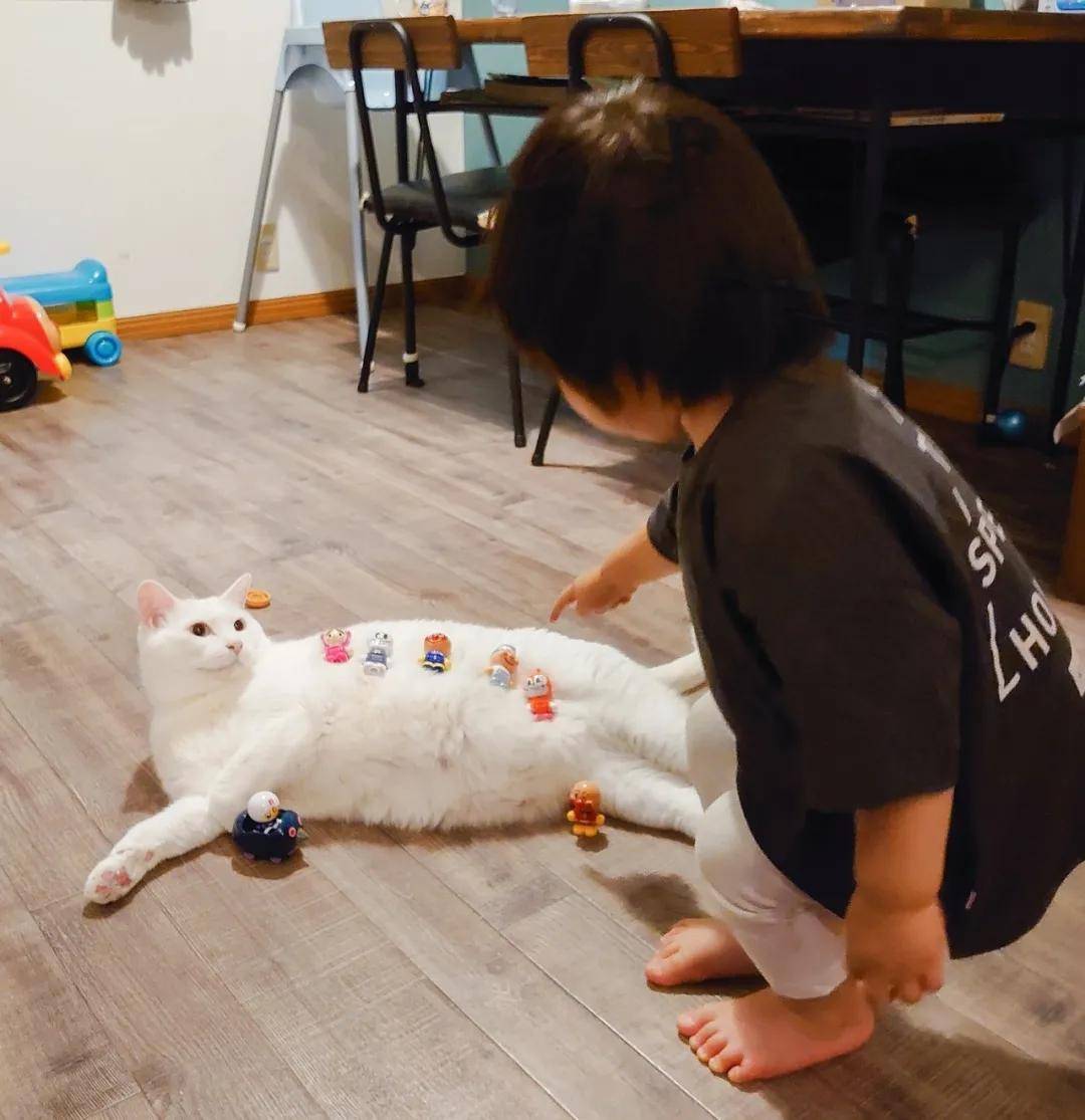 日本博主养了一只白猫，每日都是作天作地