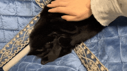 养猫|你就是让它爽的工具人在猫眼里
