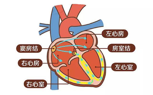 年轻人如何判断心脏是否健康?主要看三方面