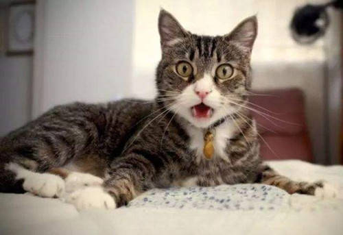 猫咪怎么喂猫粮最合理 d620a8ae415a4637820647e31c004304.jpeg