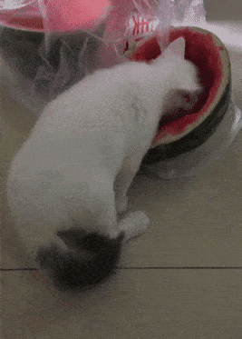 东西|吃饭成了我最困难的问题养了猫之后