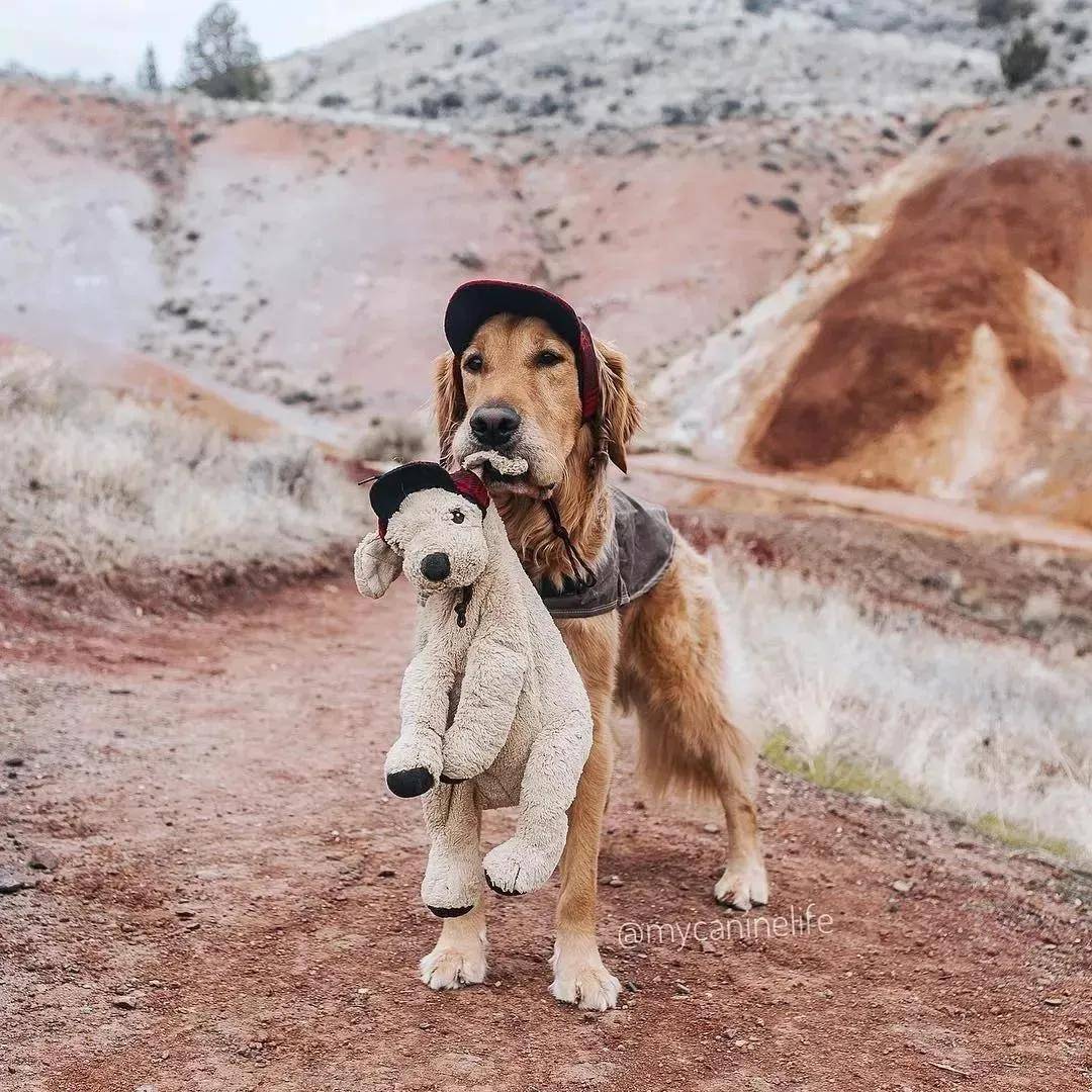 被开除的导盲犬，竟摇身一变成了“旅游博主”！