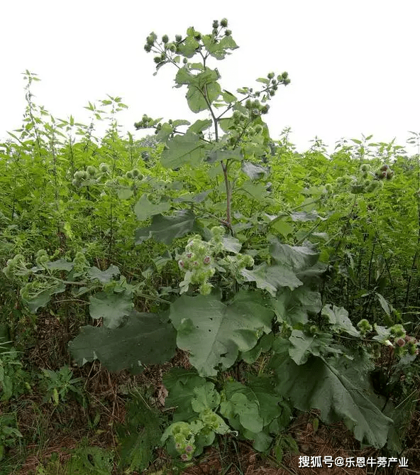 好吃的我怎么会有"狗宝"这种名字!