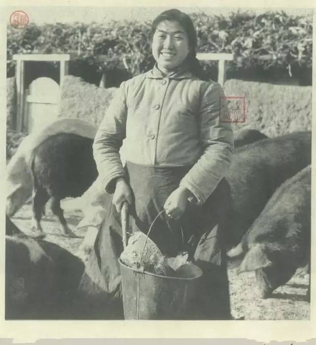 珍贵的知青老照片:美丽又能干,养猪种田样样都行