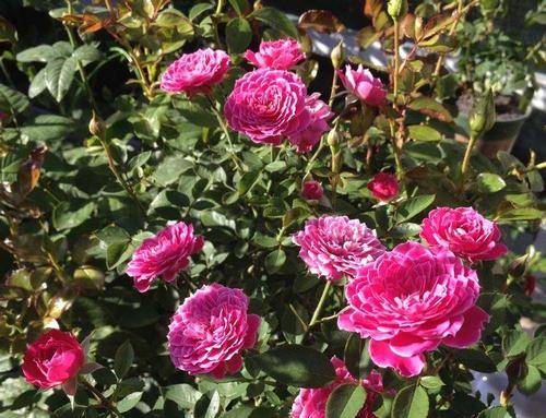 牡丹花一年四季都能开吗 595d7dc3edd941a2918bc11928371cee.jpeg
