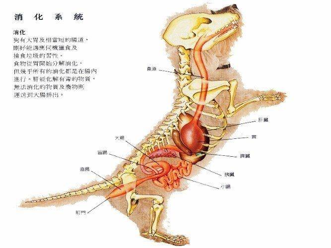 天天都有人来问的猫犬肠炎怎么治疗