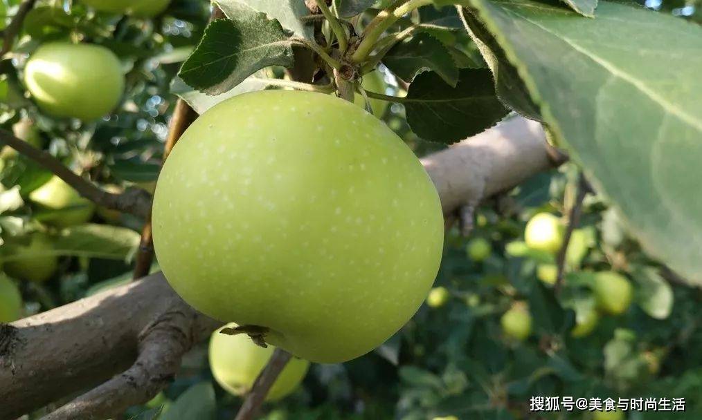 又脆又甜,浓浓果香的山西青苹果,七分甜,三分酸,越吃越好吃