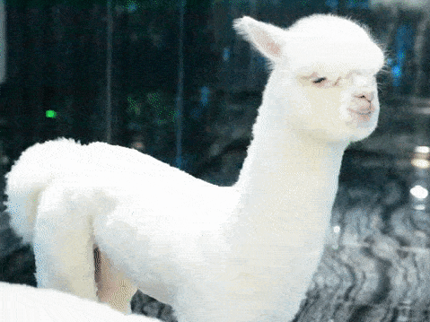 说到羊驼很多人第一反应就是吐口水,但他们家羊驼真的超温顺,看着就想