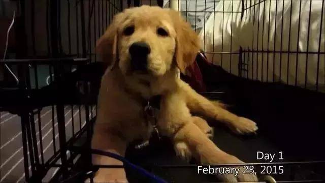 被开除的导盲犬，竟摇身一变成了“旅游博主”！