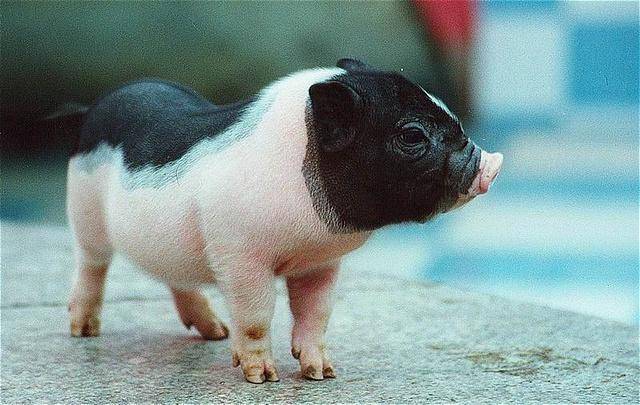 世界上最迷你的小猪,微型可爱小香猪,特别的宠物_种猪