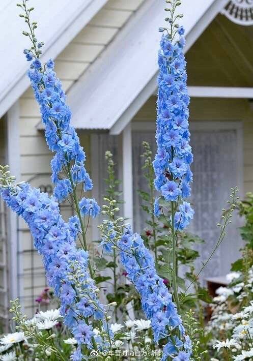 蕾朵| 飞燕草花语