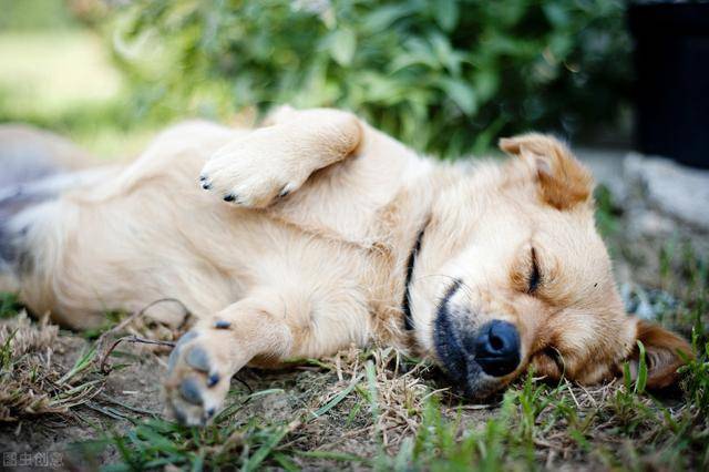 睡眠|狗狗会对你死心塌地若给足这5样东西