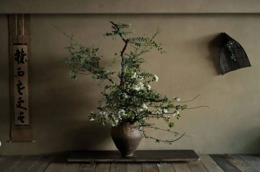 空间|原创他抛下公司不管,把破罐当宝,7年后成江南第一“花痴”