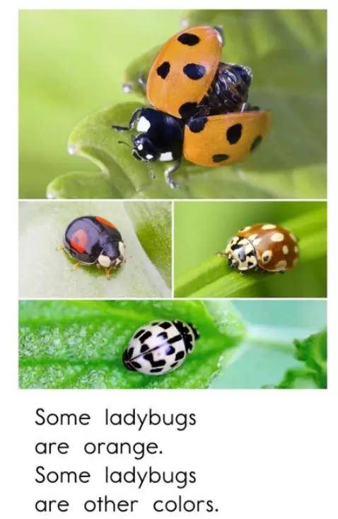 伴读| raz c:ladybugs