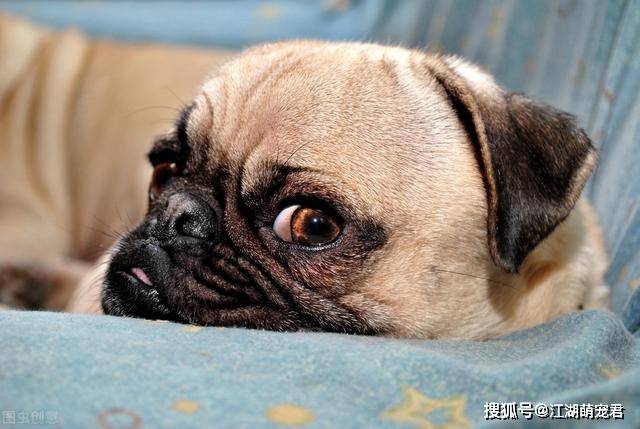 狗狗|对其他狗就不感兴趣了?这几点让我爱了为什么养了“巴哥犬”后