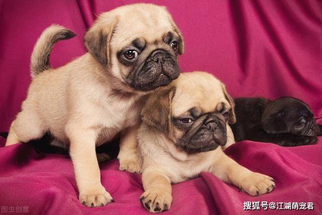 狗狗|对其他狗就不感兴趣了?这几点让我爱了为什么养了“巴哥犬”后