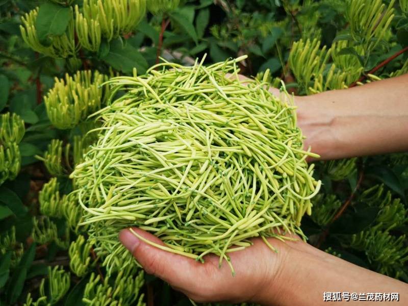 原创在云南种好金银花,应该要掌握栽培管理要点你知道多少?