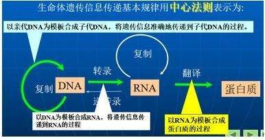 中药观察对照中药，延长周期HBVDNA阴转增多乙肝恩替卡韦6周试验