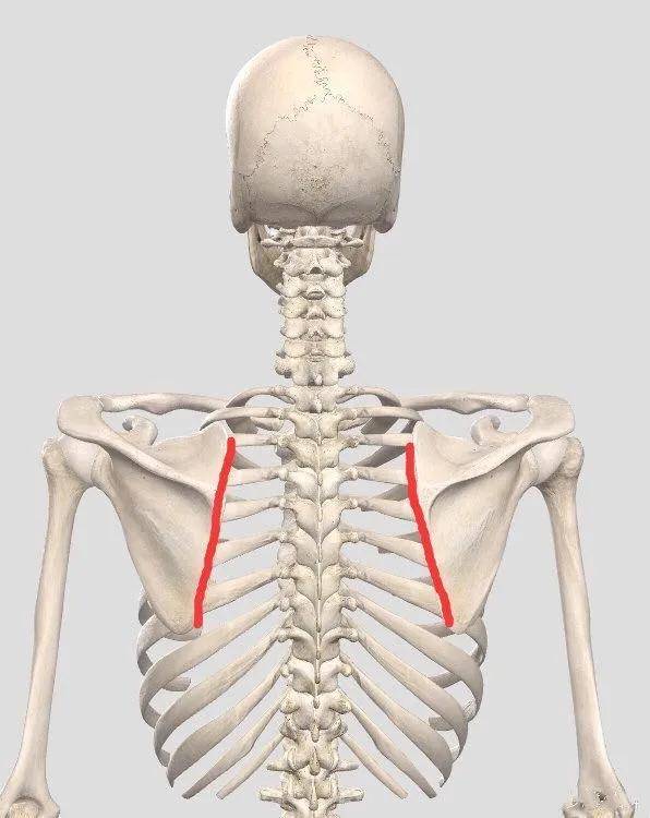 肩胛下角异常凸起的人,肩胛胸关节伴随异常下旋,所以如上图所示,肩胛