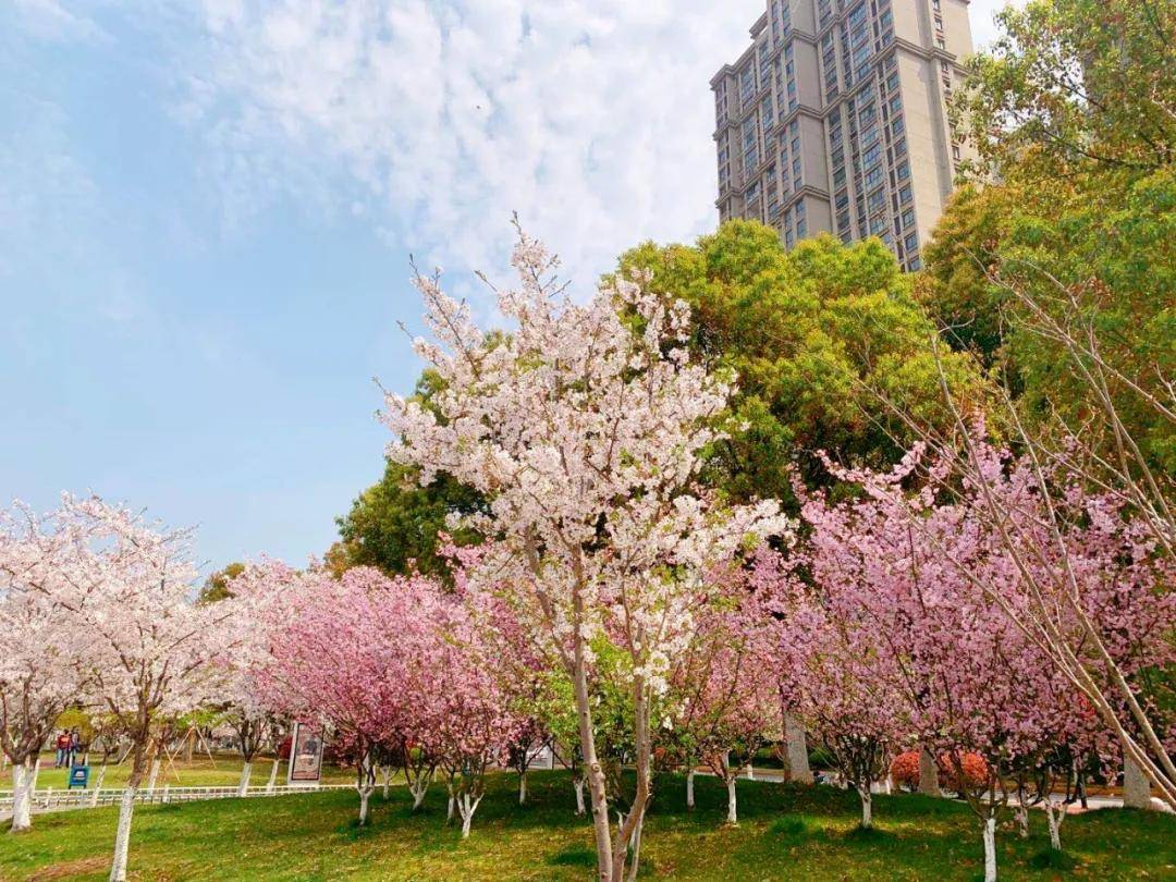 新城中央公园的春景实拍