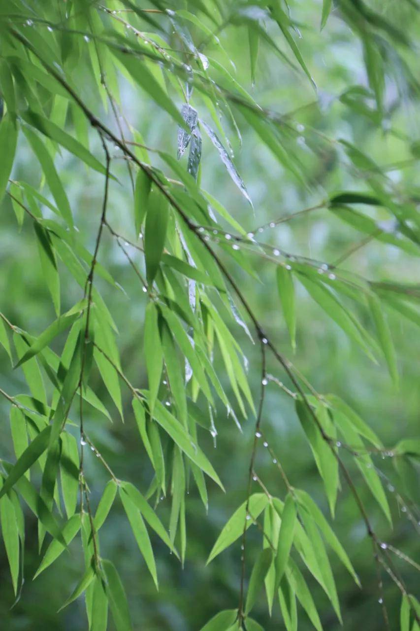 伴竹林听雨声,涵碧楼里的惬意人生!