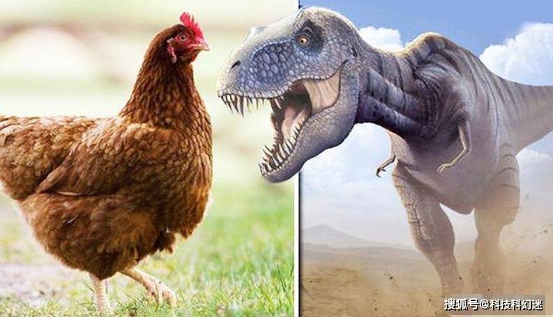 现代鸡可能是霸王龙的后代,别不相信哦,还有其他有趣生物