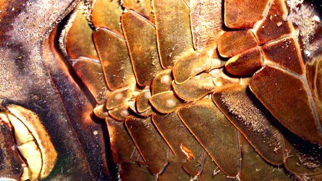 蓝色血液的人类视频 1b8163c04e084950a9c40009f86024d3.jpeg