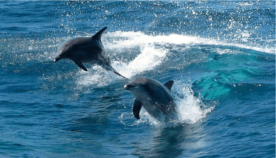 《海豚湾》:一部让人震撼的纪录片,海豚在日本惨遭屠杀,游客:太残忍!