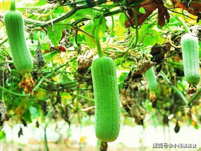 丝瓜的功效与作用是什么 8ac5ddf3c81c4c5aaeee829e6af728a9.jpeg