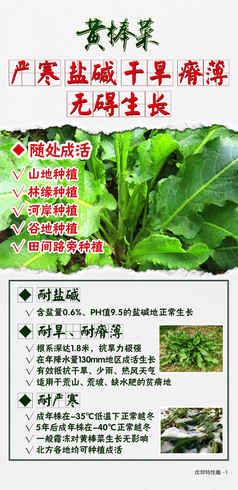 黄棒菜—土地适应性卓越_种植