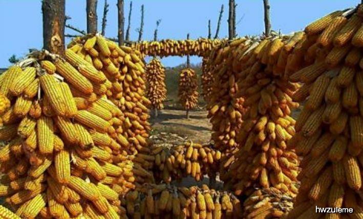 肠胃|两者结合是“天然痔疮栓”，常吃排毒通便此物和玉米相生相辅