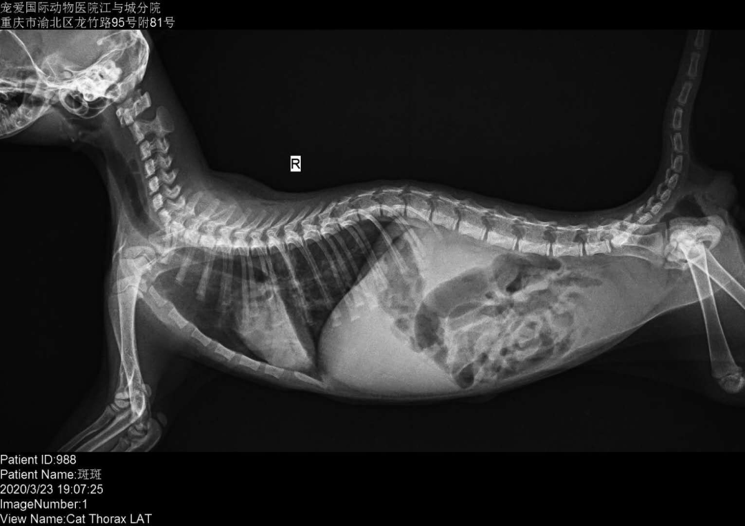 猫咪吞食奶嘴残片后家长自行催吐,引发「异物性肺炎」