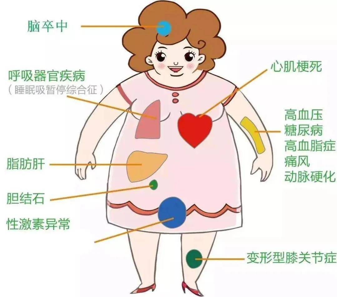 肥胖原因 - 最新资讯 - 台湾传统软手法培训-叶慧阳
