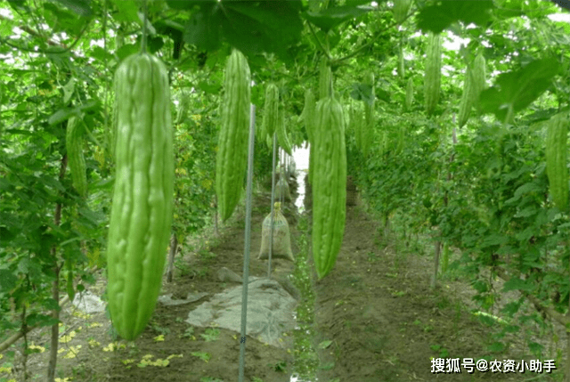 苦瓜根结线虫的症状苦瓜根结线虫如何处理苦瓜根结线虫如何防治