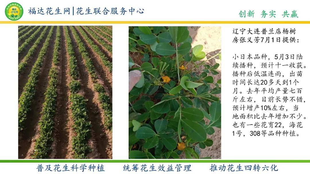 中国什么时候开始有花生 0bfc1a836e434dc0919cf3b11fadcdb1.jpeg