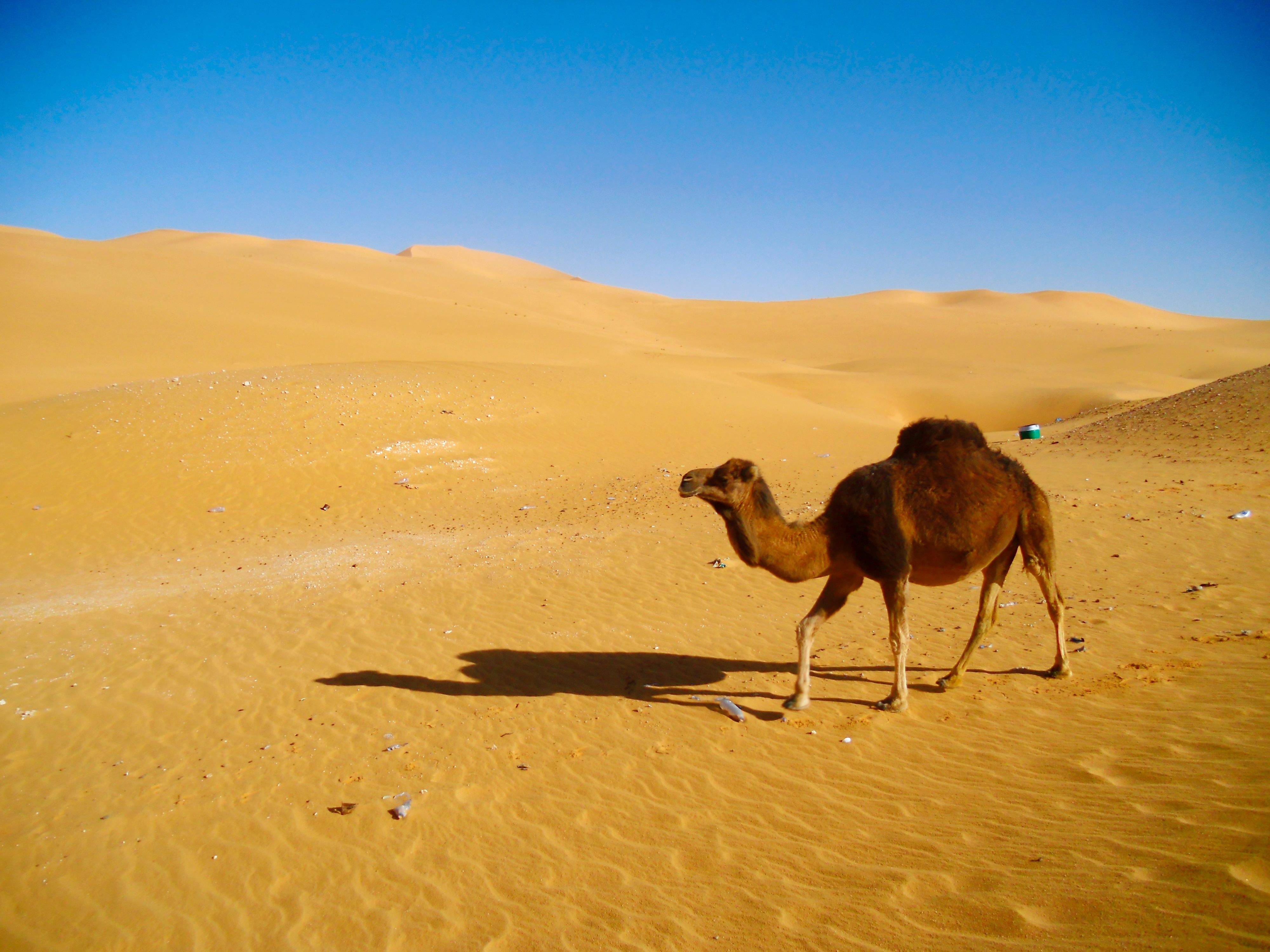 北非阿尔及利亚撒哈拉沙漠风光 骆驼
