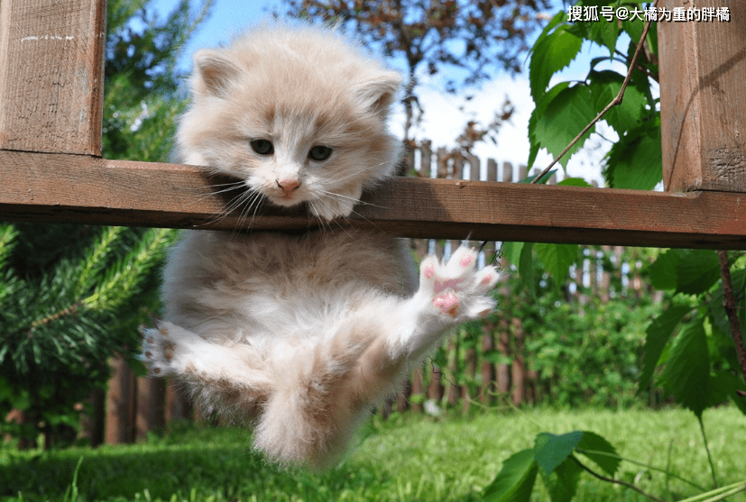 吸引猫咪的叫声猫咪最怕的声音 988d1b162d59428a959e01c8c4029246.png