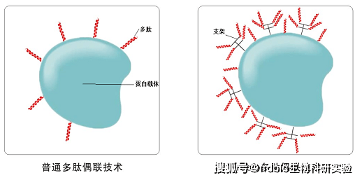 金属沉淀蛋白质的原理是什么意思_蛋白质沉淀原理图解(2)