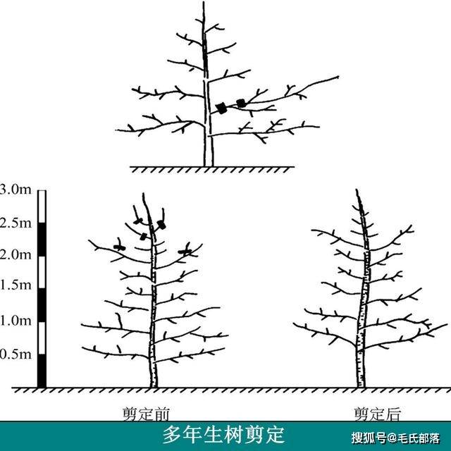 苹果树栽培技术|苹果树细长纺锤形树形的整形修剪技术