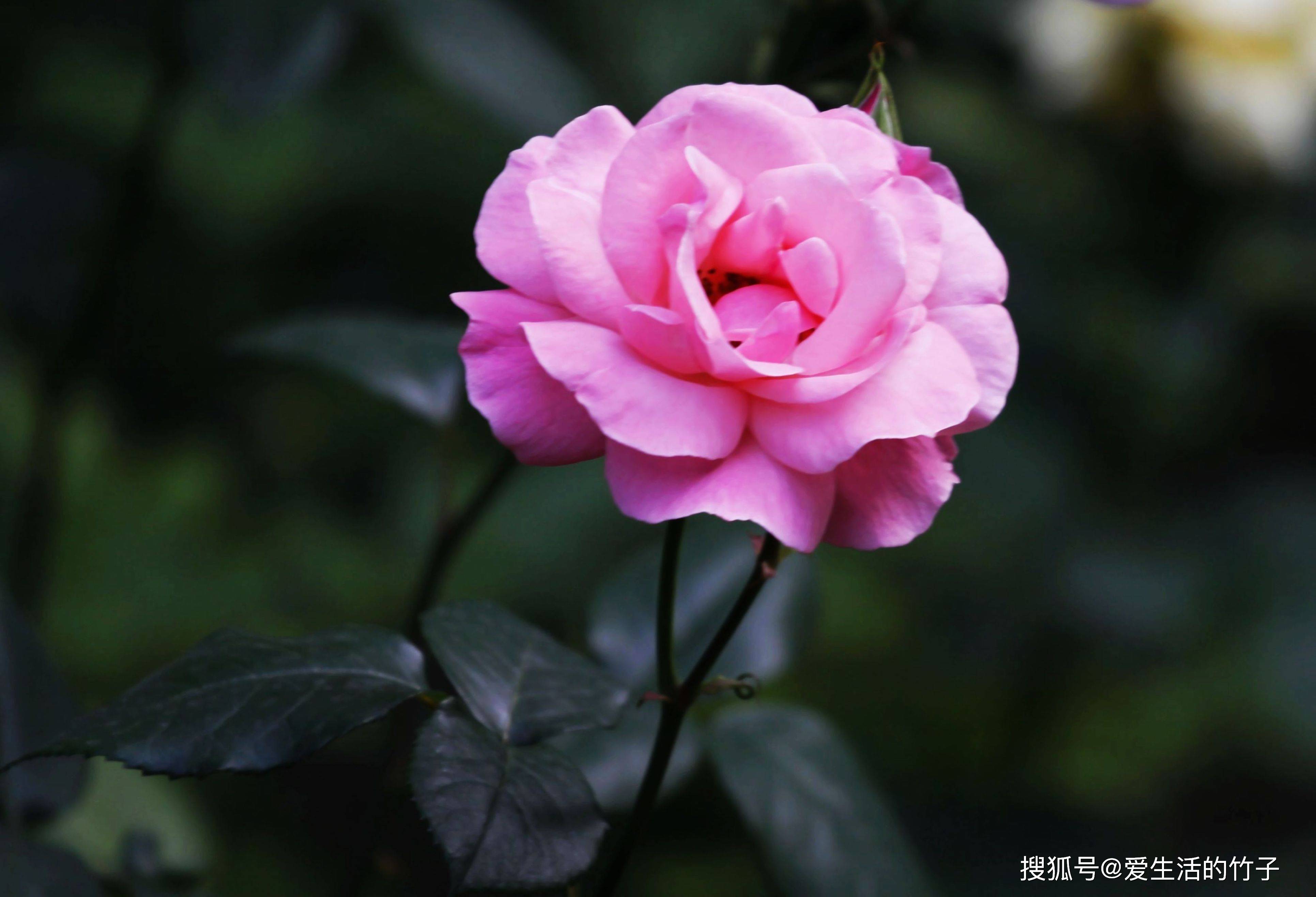 藤本月季和蔷薇图片 45c9e609e53646188bee4905d645c742.jpeg